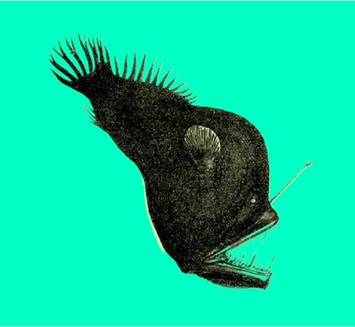 Melanocetus rossi