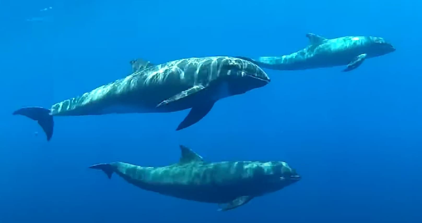Melon-headed whale