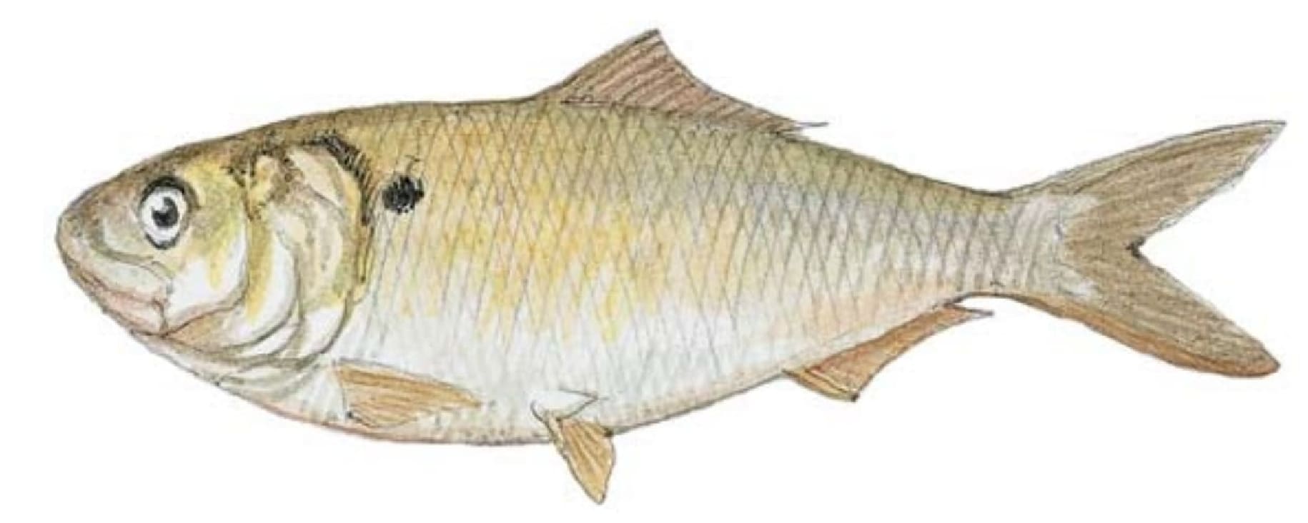 Menhaden, Atlantic