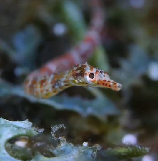 Messmate pipefish