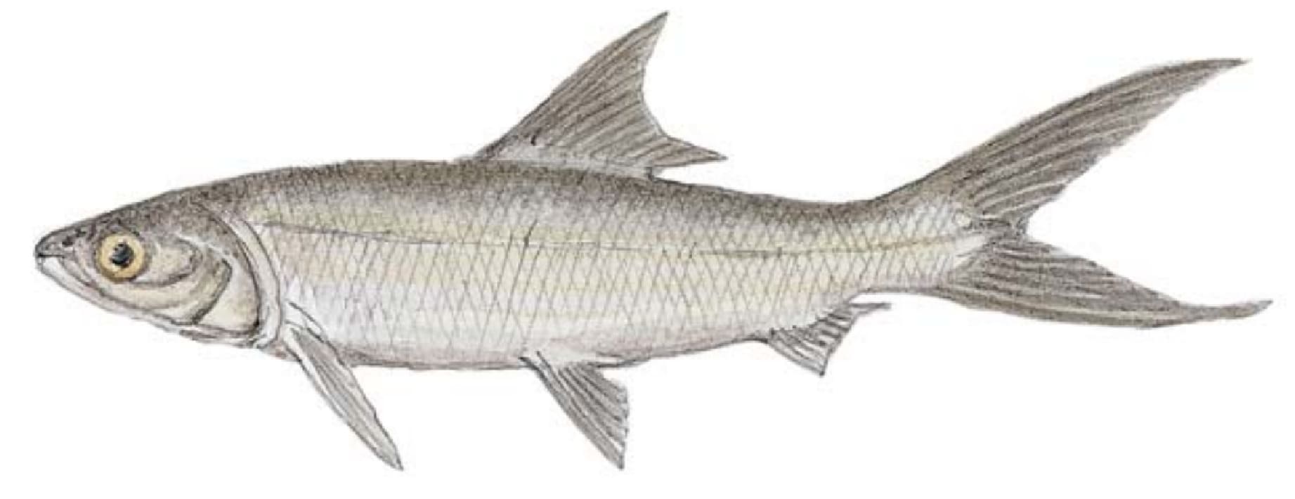 Milkfish