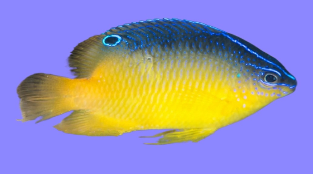 Miller's damselfish
