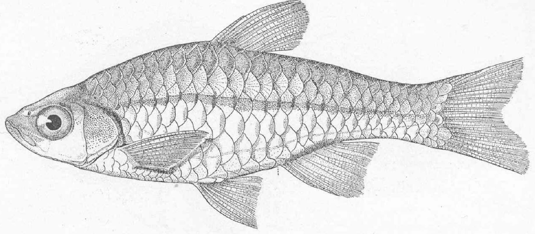 Mindanao rasbora
