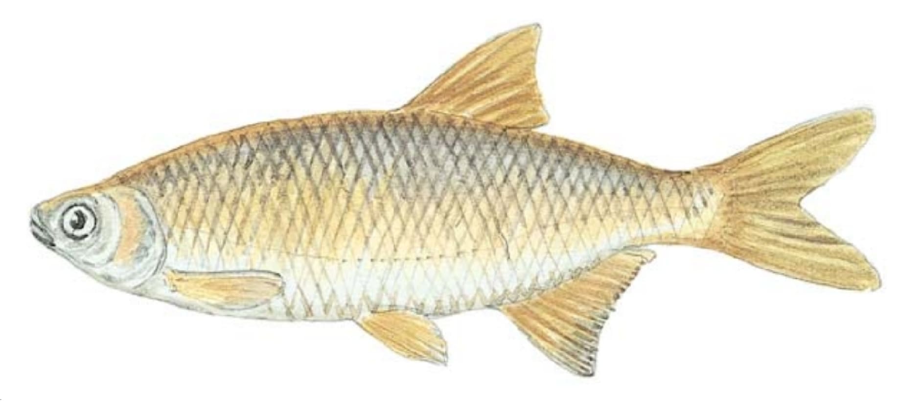 Minnow: Golden Shiner
