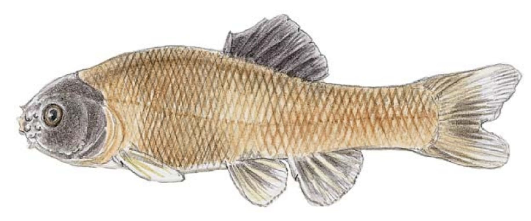 Minnow, Fathead