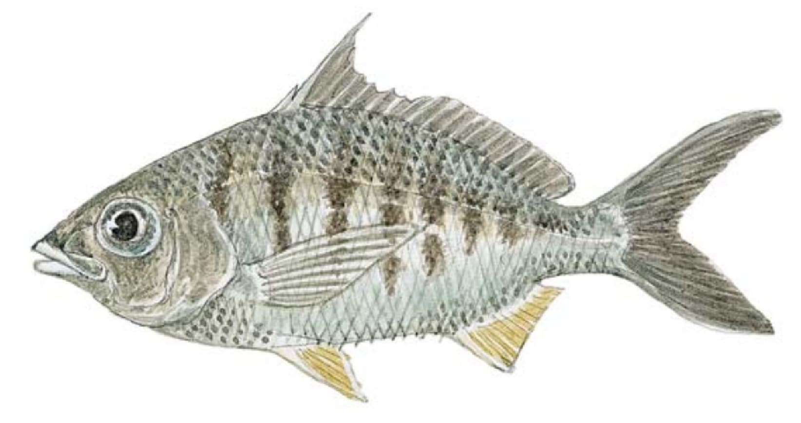 Mojarra