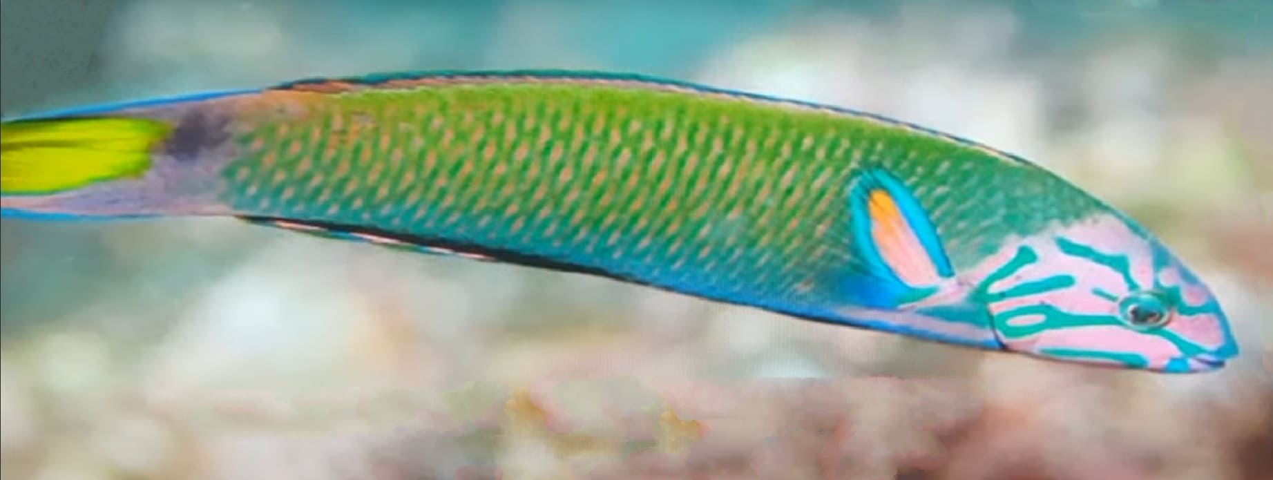 Moon wrasse