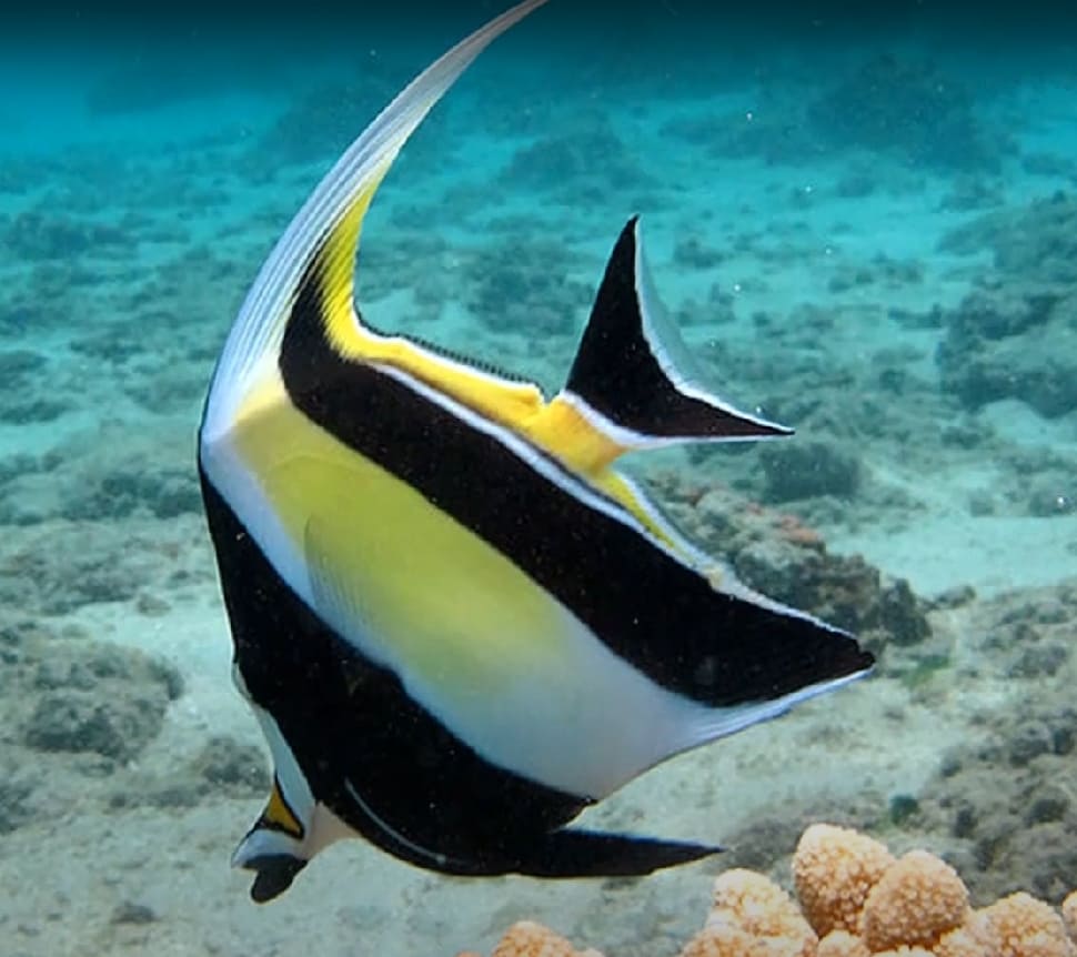 Moorish idol