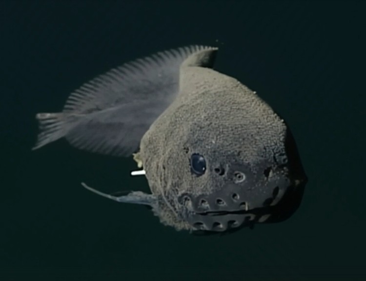 Moskalev's tadpole