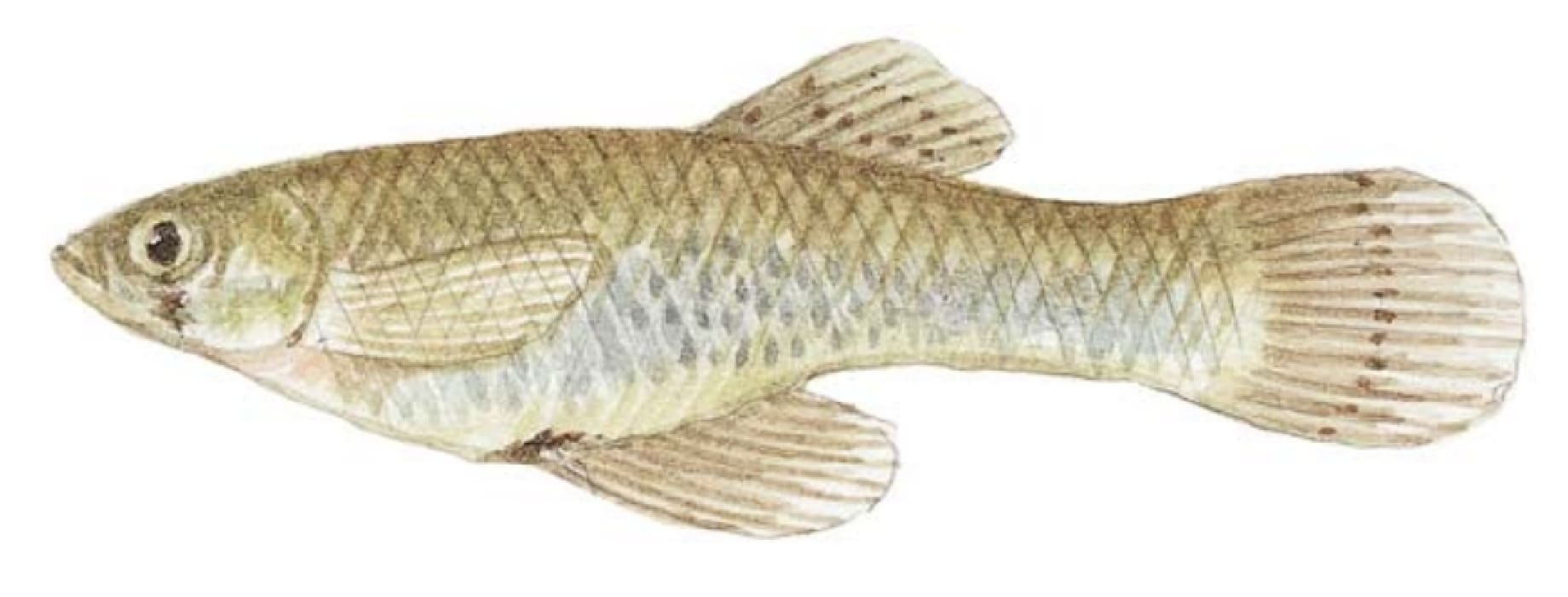 Mosquitofish