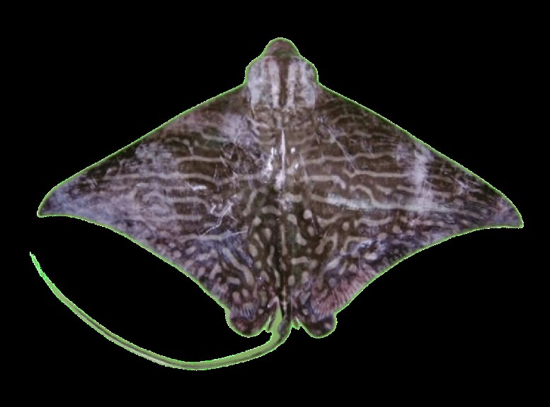 Mottled eagle ray