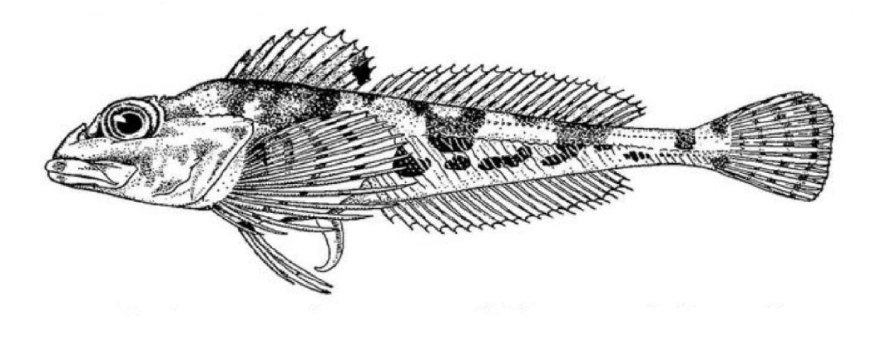 Moustache sculpin