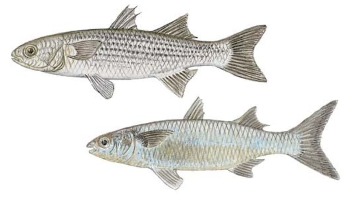 Mullet