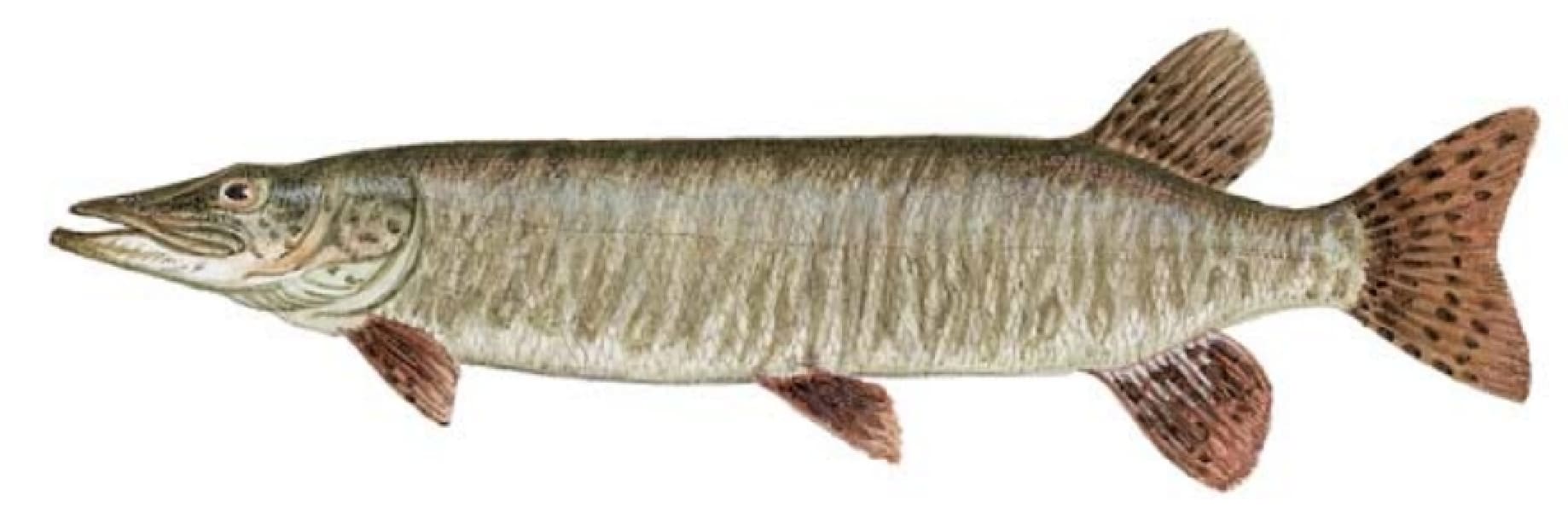 Muskellunge