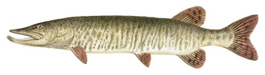 Muskellunge, Tiger