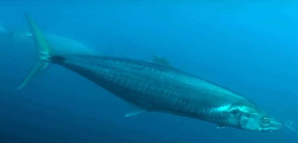 Narrow-barred Spanish mackerel