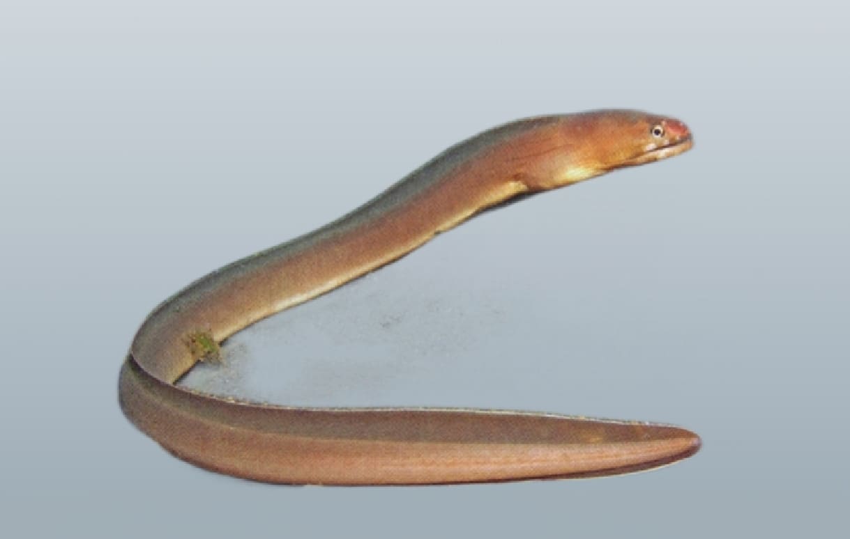 Narrowtail moray