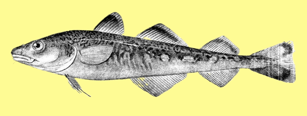 Navaga