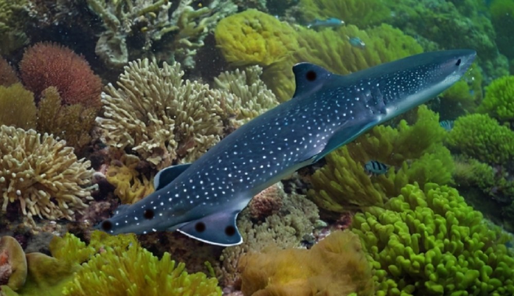 Necklace carpetshark
