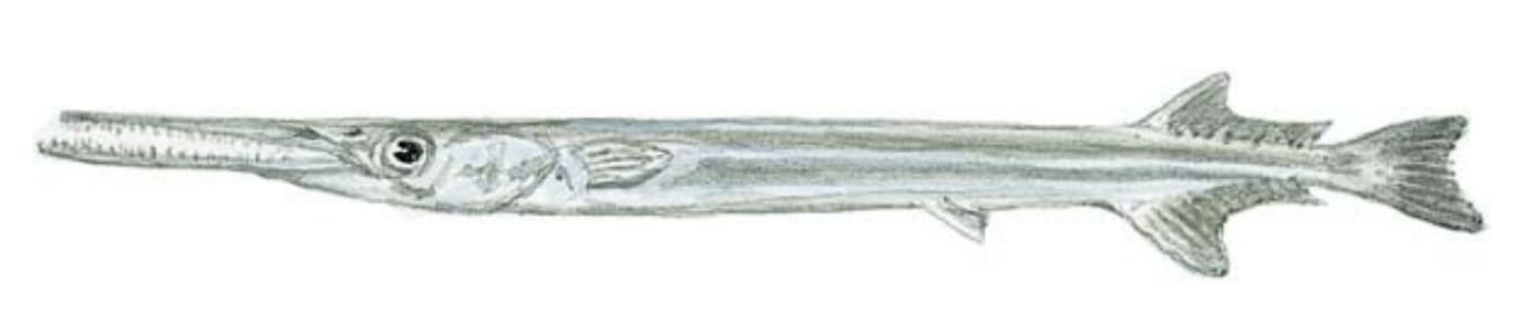 Needlefish