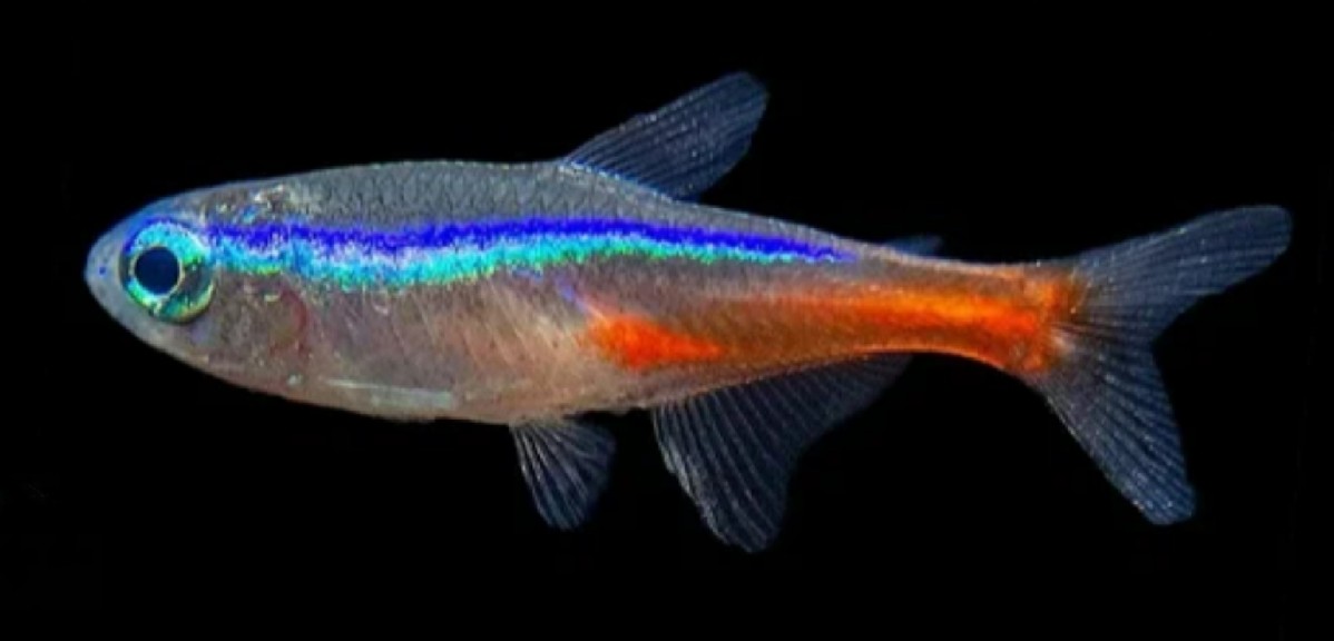 Neon tetra
