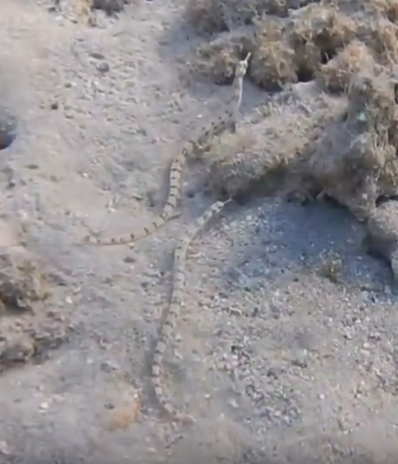 Network pipefish