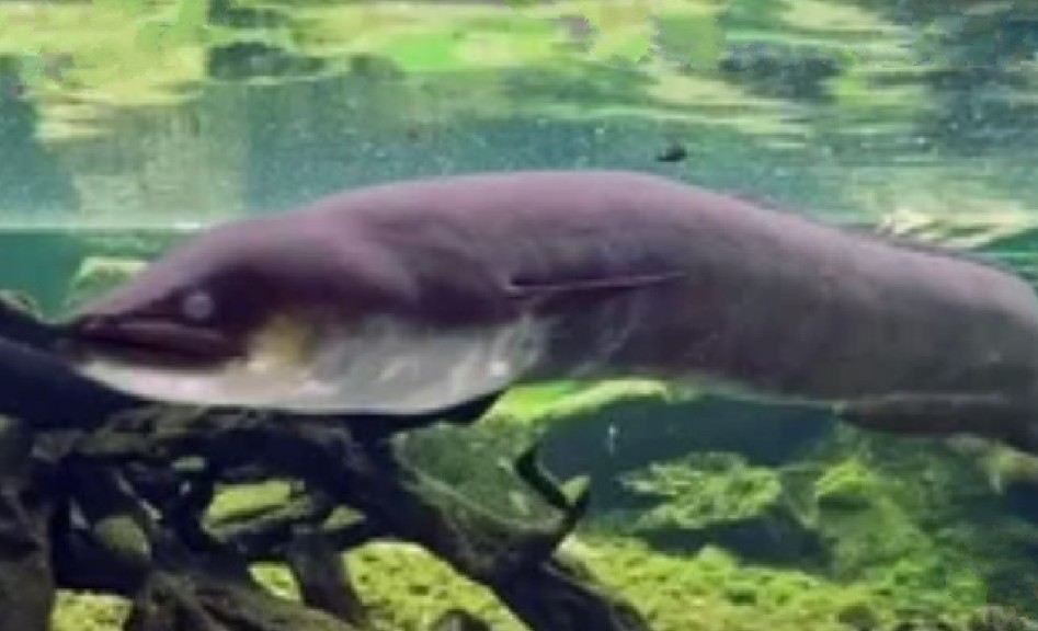 New Zealand longfin eel