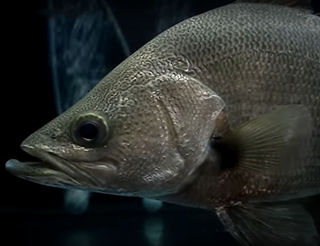 Nile perch