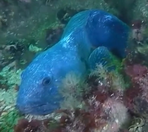 Northern wolffish