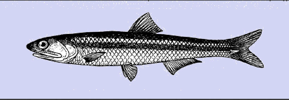 Northern Anchovy