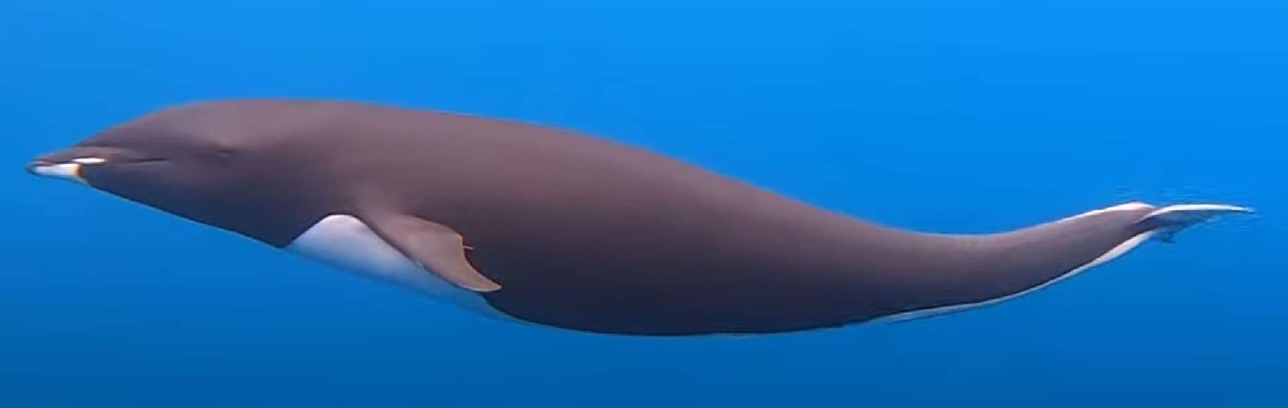 Northern right whale dolphin