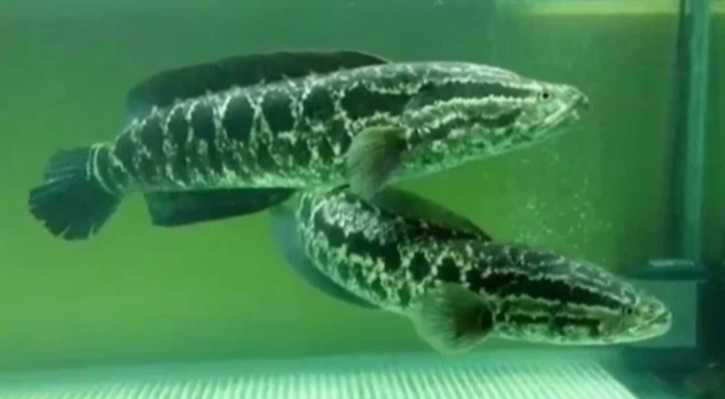 Northern snakehead