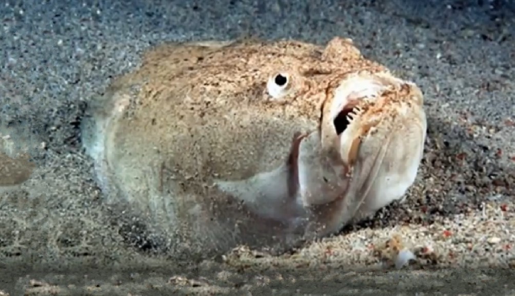 Northern stargazer