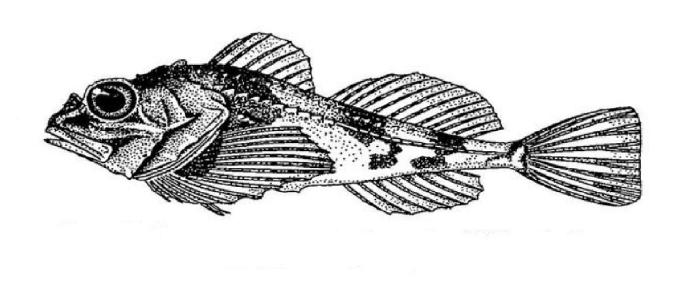 Norway bullhead