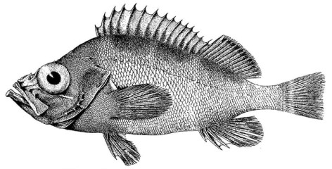 Norway redfish