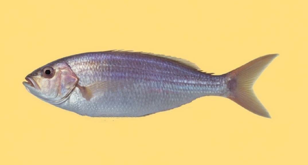 Notchedfin threadfin bream