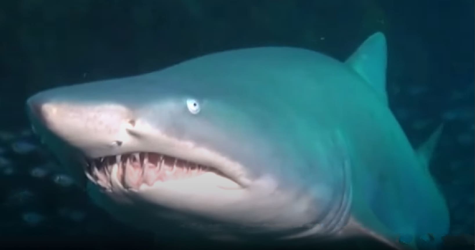 Nurse shark