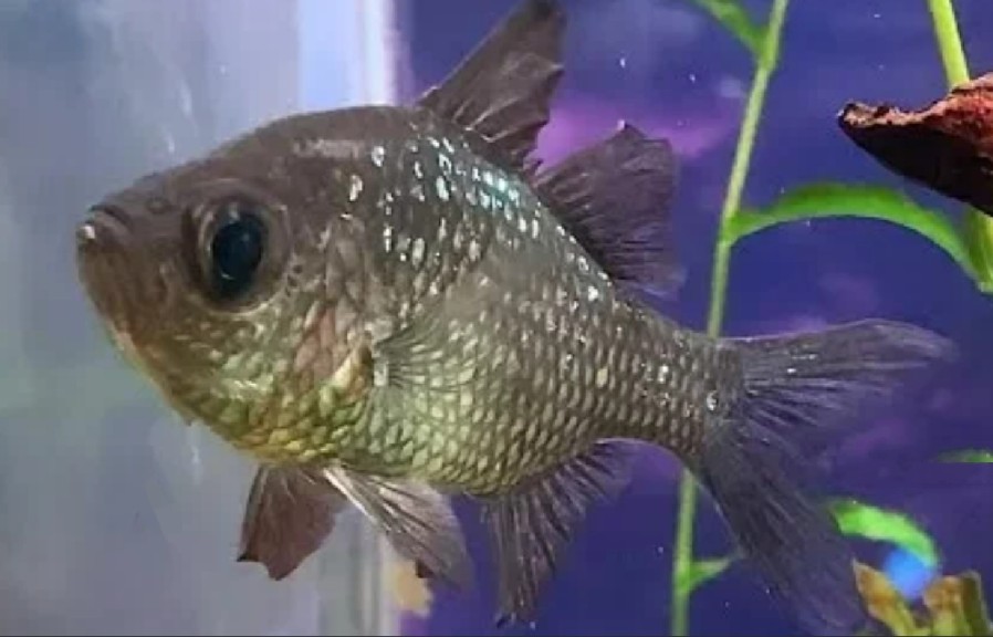 Nurseryfish