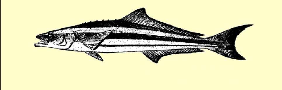 Cobia