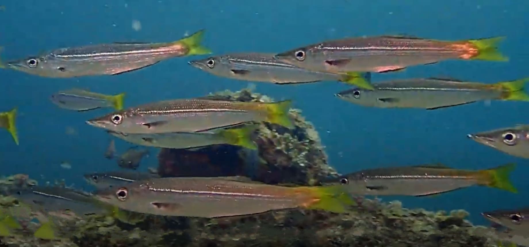 Obtuse barracuda