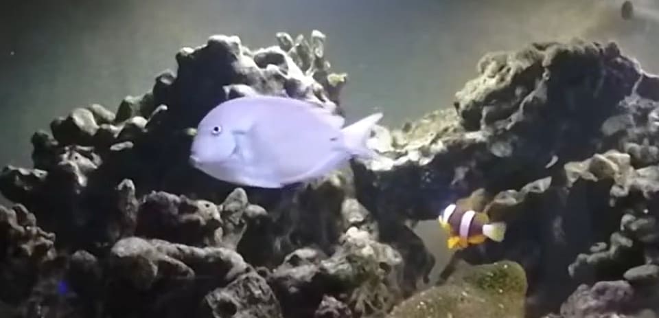 Ocean surgeon