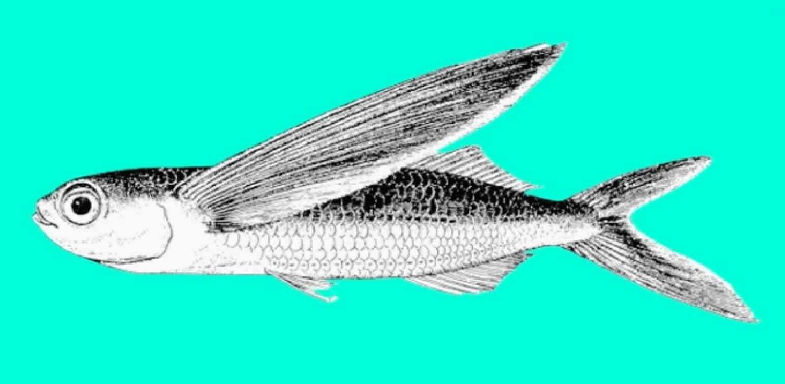 Oceanic two-wing flyingfish