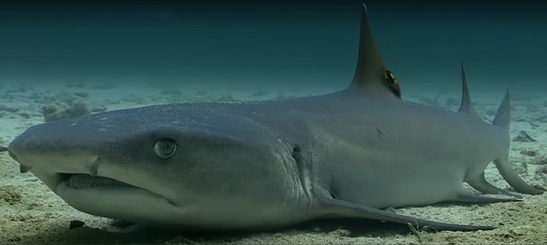 Oceanic whitetip shark