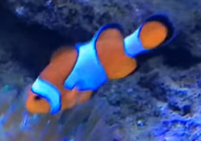 Ocellaris clownfish