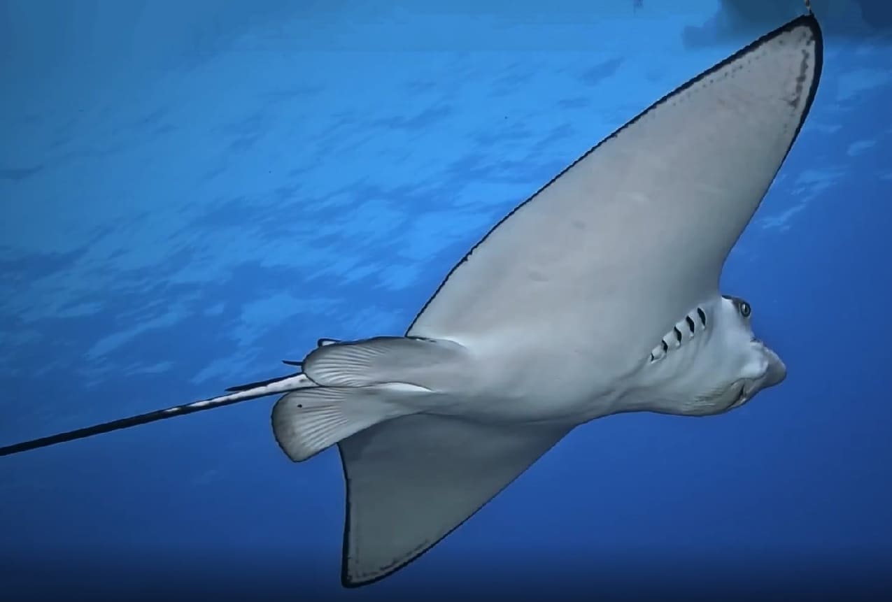 Ocellated eagle ray
