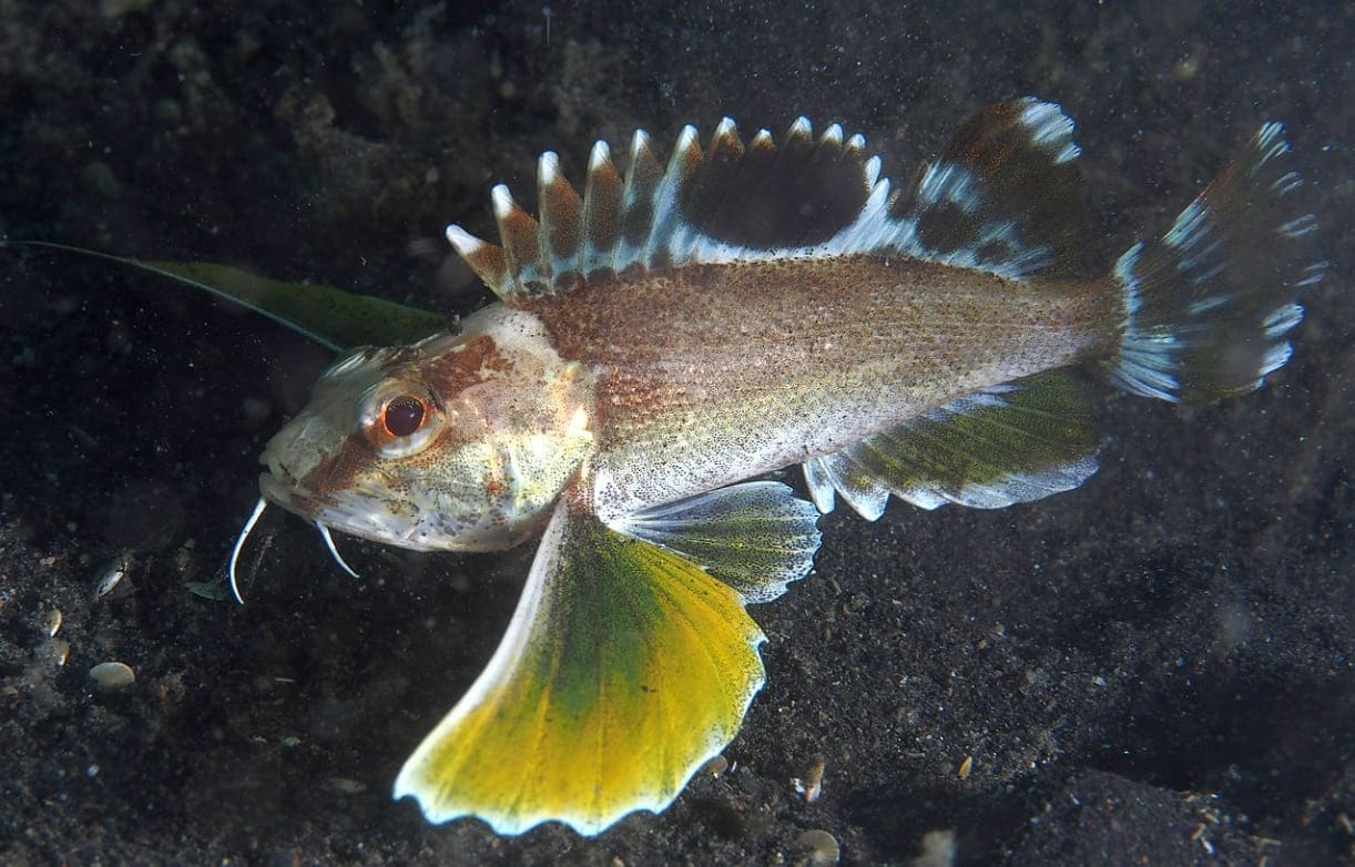 Ocellated waspfish