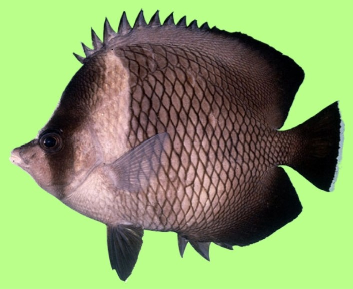 Oman butterflyfish
