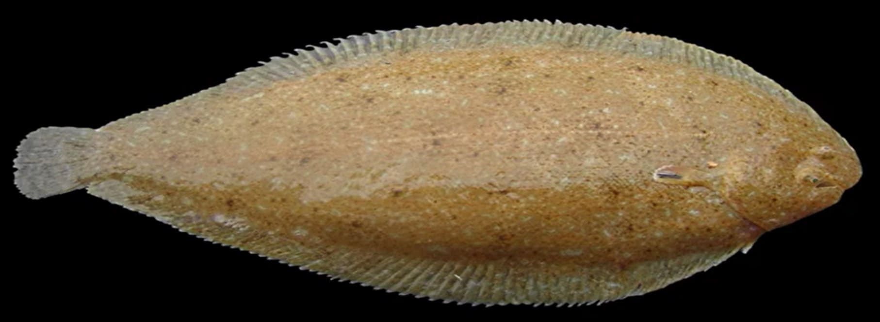 Common sole