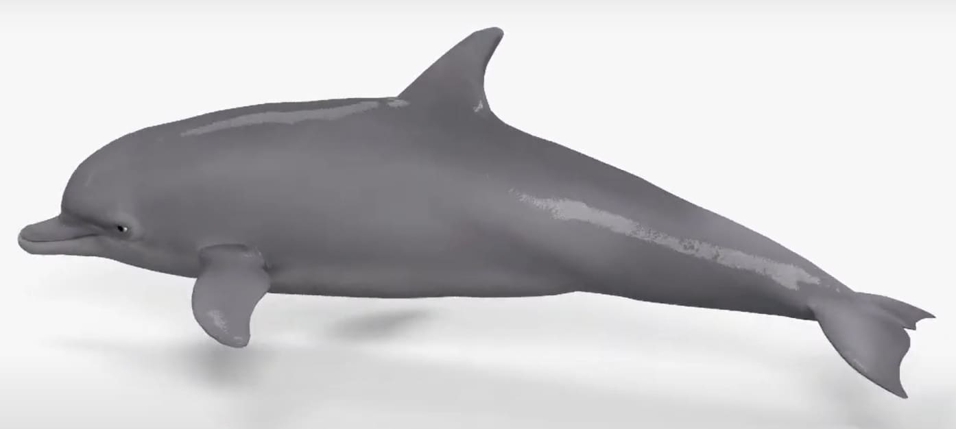 Common bottlenose dolphin