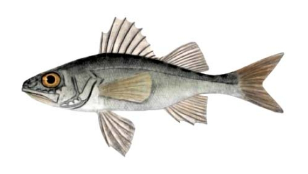 Common percarina